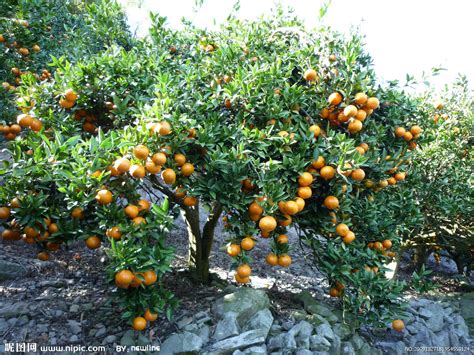 橘子 樹
